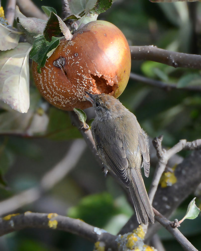 Giovane Capinera, Sylvia atricapilla